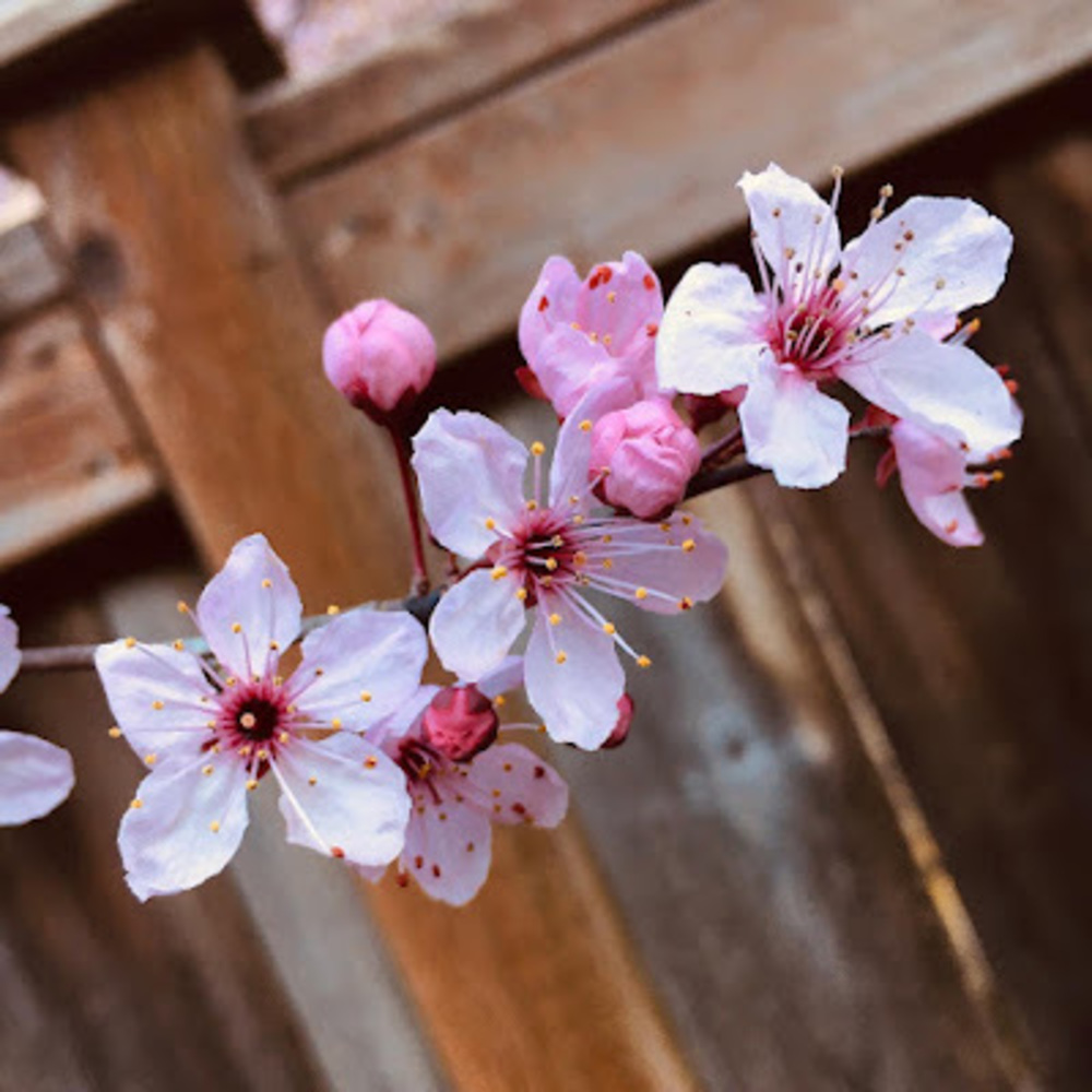 Meet your Posher, Michelle